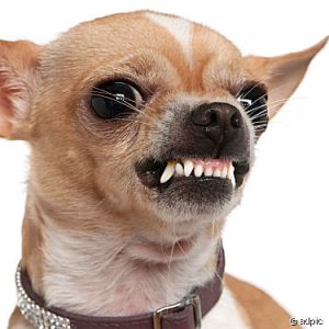 Die Schosshündchen von Promis verschwinden